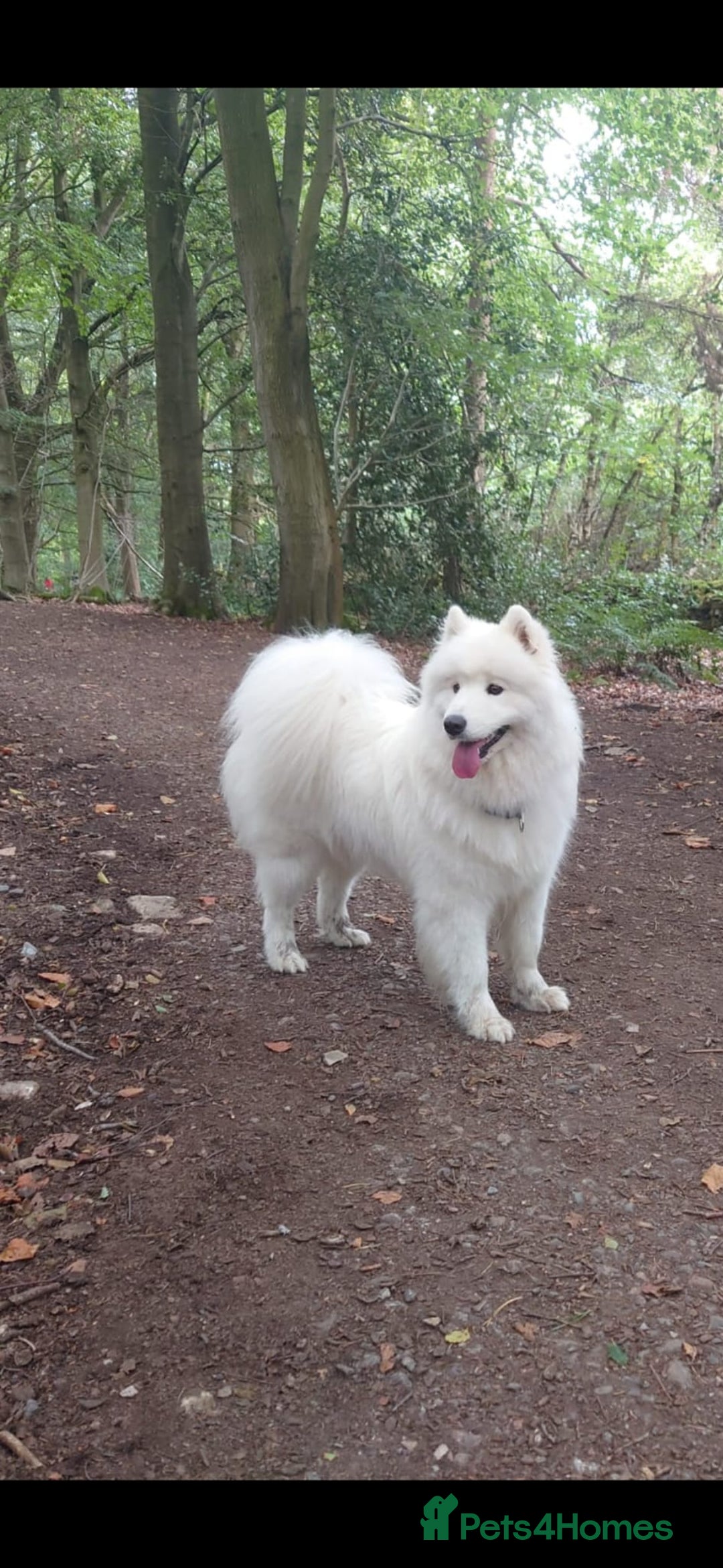 Samoyed dogs for sale: 🐾 Georgeus Pedigree Samoyed Puppies 🐾 - Image 9