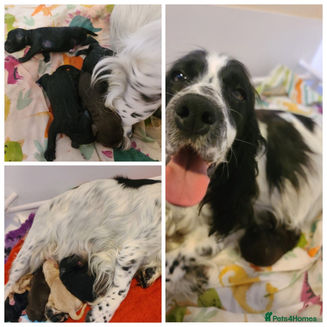 Cockapoo dogs for sale: F1 Cockapoo Puppies. Thick Coats. DNA tested - Image 26