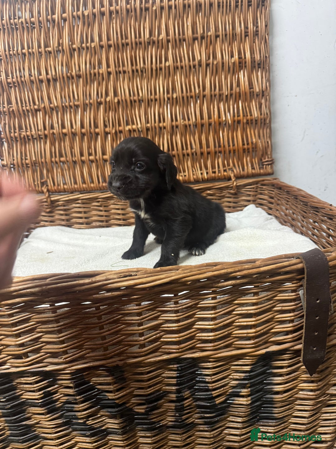 Cocker Spaniel dogs for sale: Fully DNA health tested cocker spaniel puppies - Advert 6