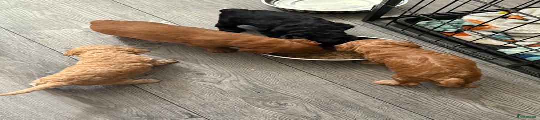Cockapoo Puppy 2