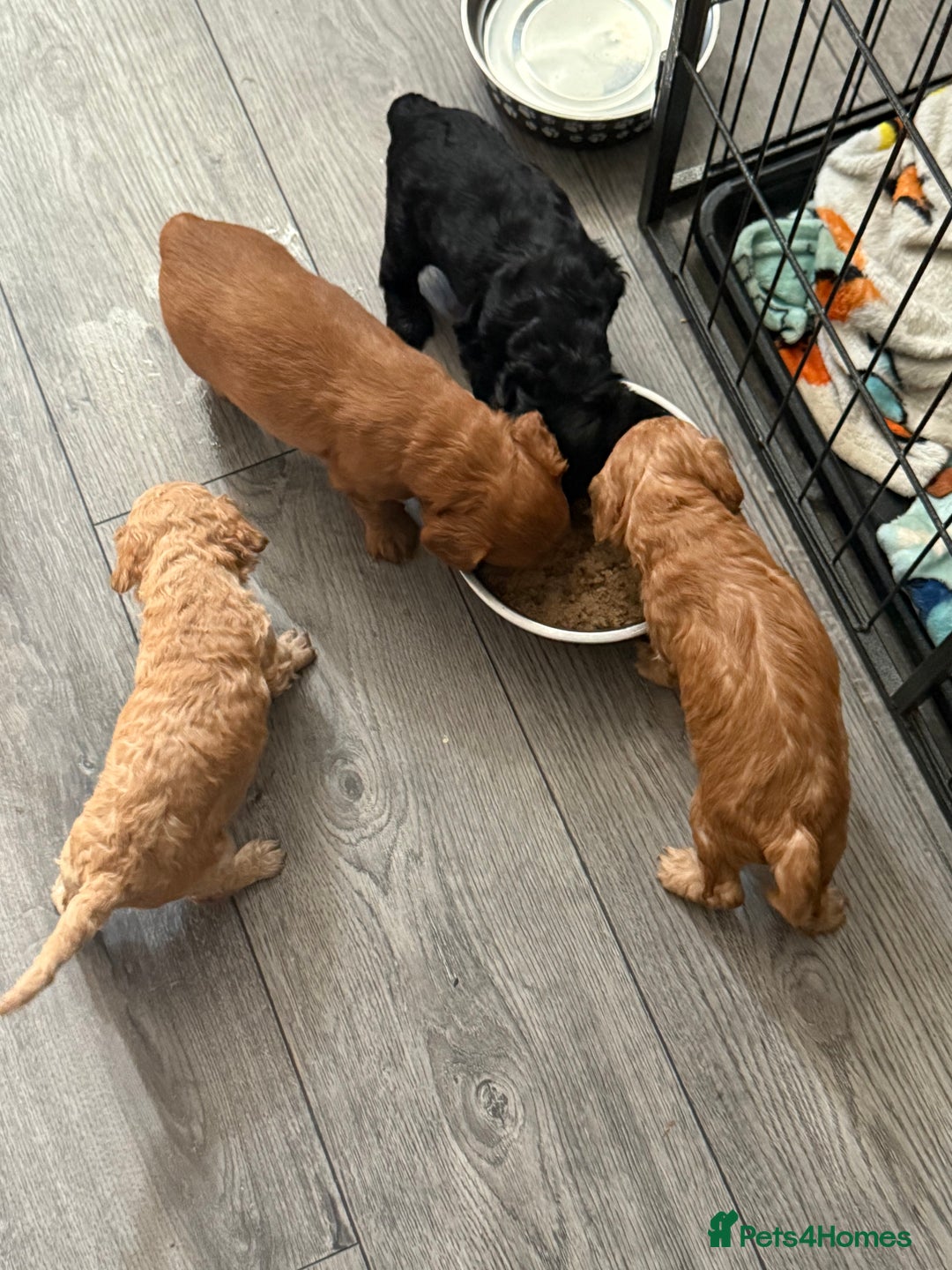 Cockapoo dogs for sale: Cockapoo for sale - Image 1