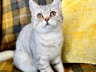 British Shorthair cats Blue Silver Spotted Tabby British Shorthair Female - Advert 12