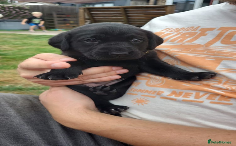 Labrador Retriever dogs - Advert 1