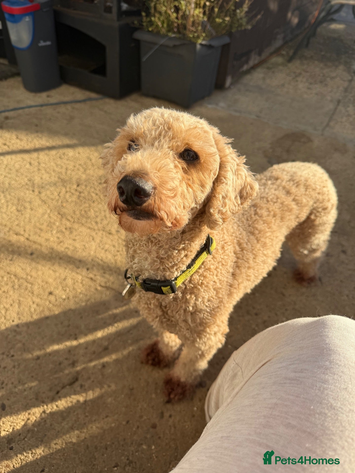 Maltipoo dogs for sale: Maltipoo Girl Looking for Her Forever Home 💕 - Advert 6