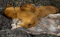 Labrador Retriever dogs for sale: Red fox / yellow KC Registered Labradors - Image 13