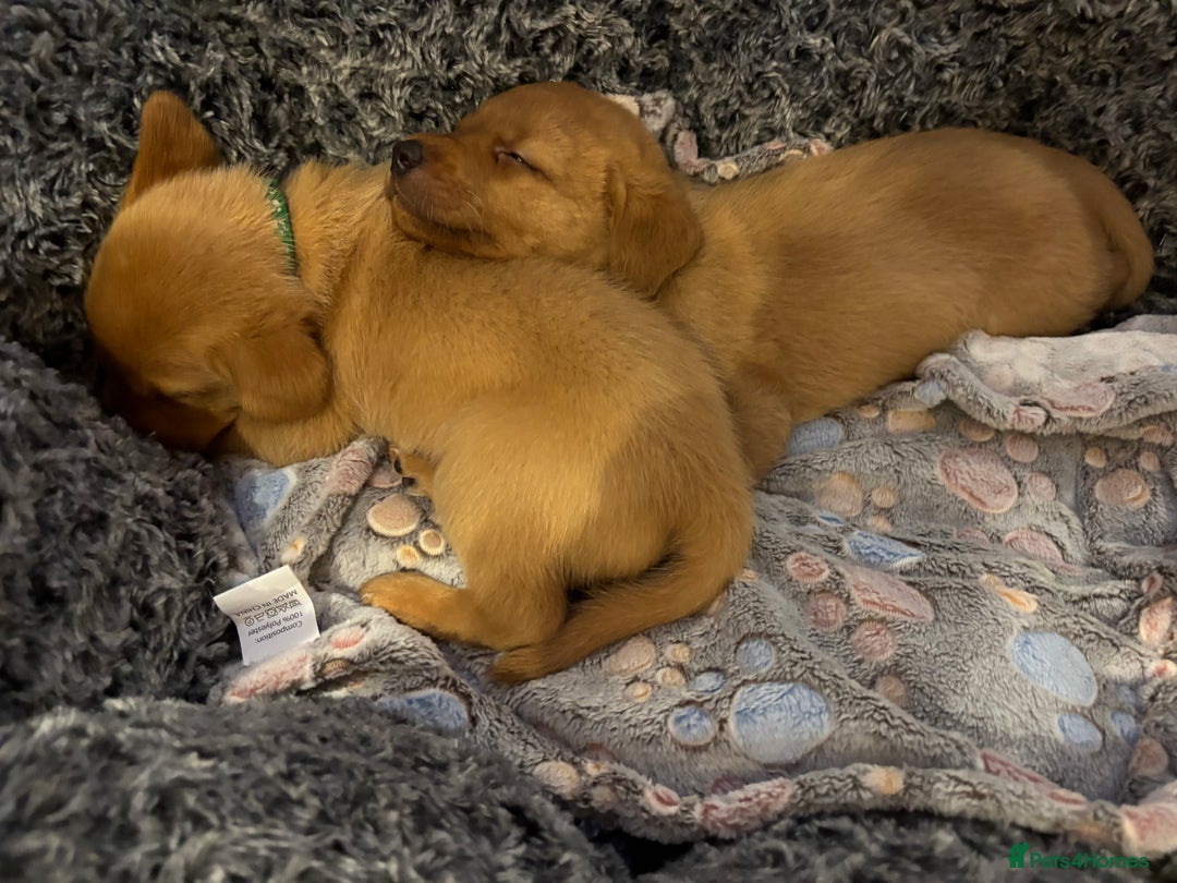 Labrador Retriever dogs for sale: Red fox / yellow KC Registered Labradors - Image 13