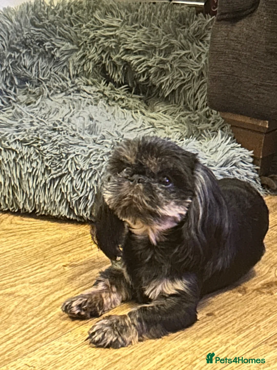Shih Tzu dogs for stud: Black n Tan imperial Shih Tzu for stud  - Advert 2
