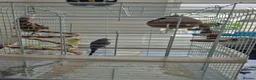 Budgerigars birds for sale: Budgies for sale in Southsea - Advert 7