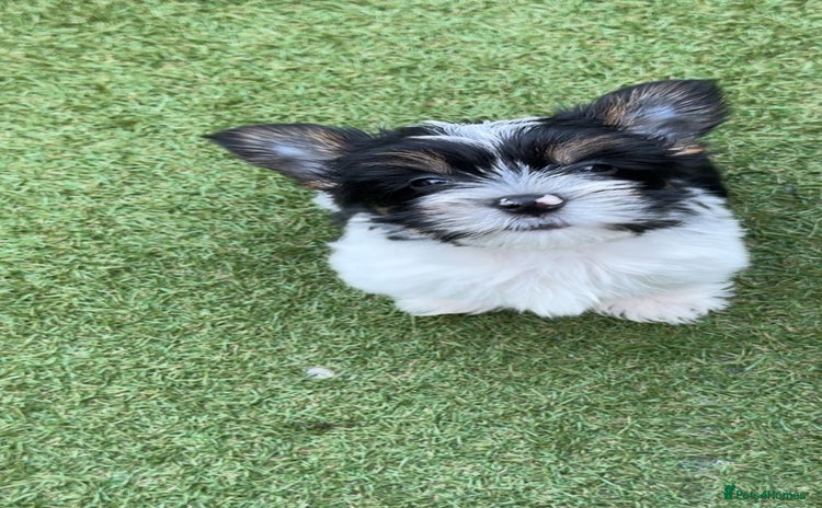 Yorkshire Terrier dogs - Advert 12