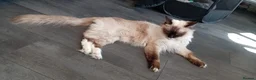 Ragdoll cats for sale: 🩵 6 Beautiful pure ragdolls 🩷 - Advert 11