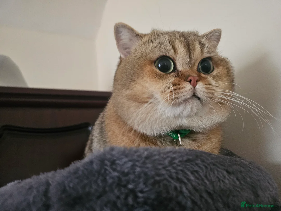 British Shorthair cats for sale: Blue, Feline - Advert 8