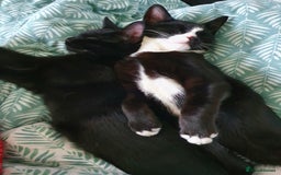 British Shorthair cats for sale: 2 Beautiful Boys for Sale - Image 10