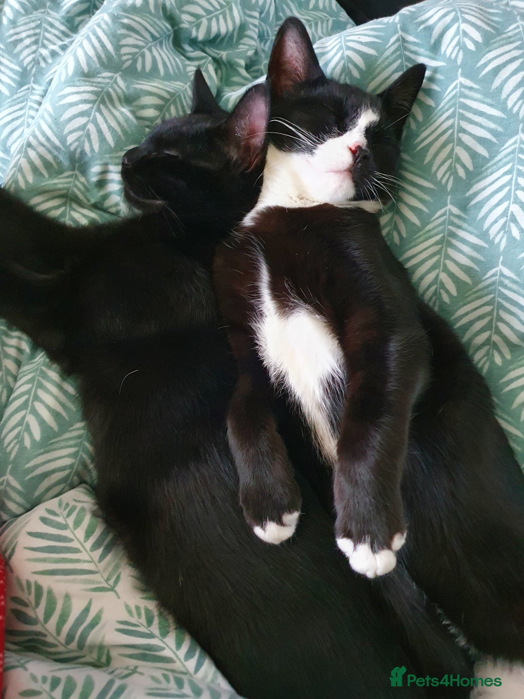 British Shorthair cats for sale: 2 Beautiful Boys for Sale - Image 10