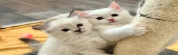 Ragdoll cats for sale: Stunning GCCF reg kittens, reputable breeder - Advert 6
