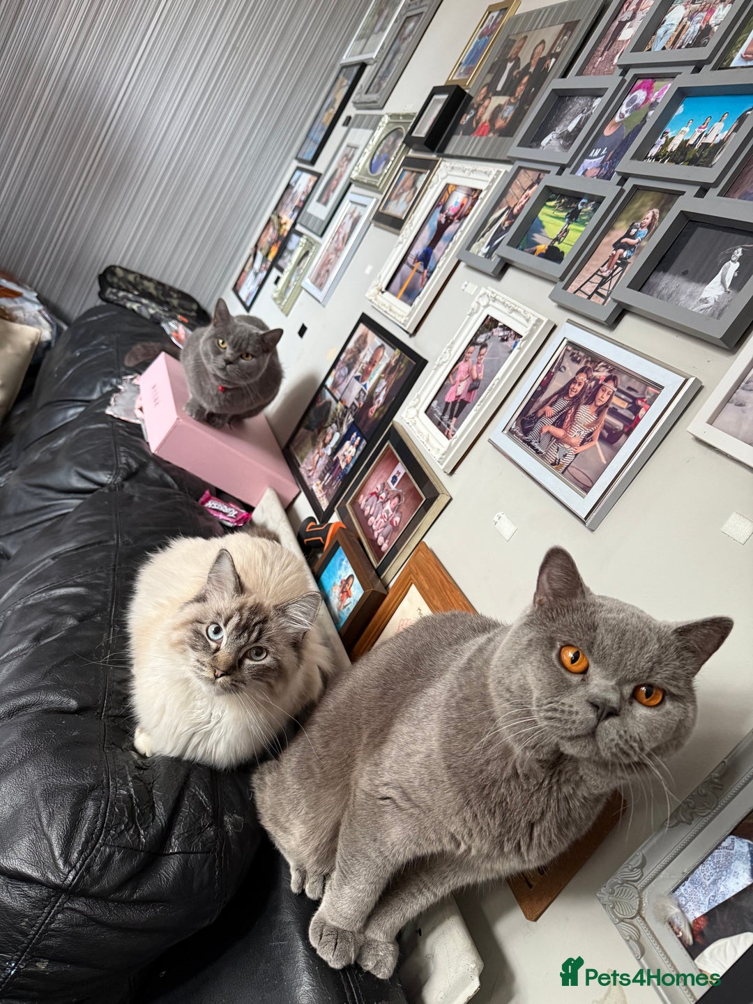 British Shorthair cats for sale: Beautiful British shorthair  - Image 2