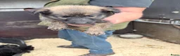 German Shepherd dogs for sale: German shepherd puppies - Advert 6