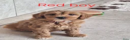 Cavapoochon dogs for sale: Beautiful Cavapoochons 💞 - Advert 27
