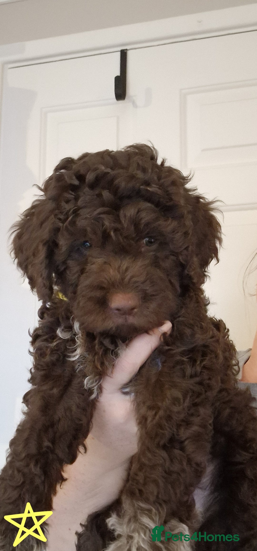 Lagotto Romagnolo dogs for sale: Beautiful Lagotto Romagnolo puppies, KC reg - Image 3