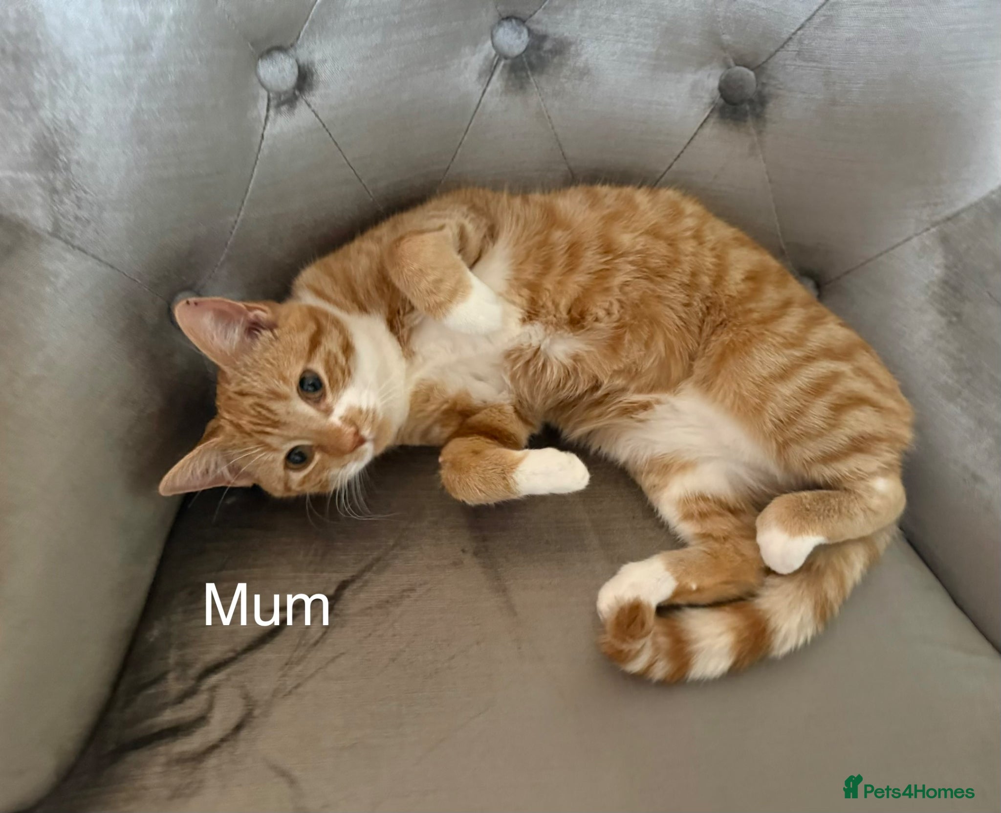 Mixed Breed cats 8-9weeks ginger kittens-boys300£ each girl350£ 🐱  - Advert 1