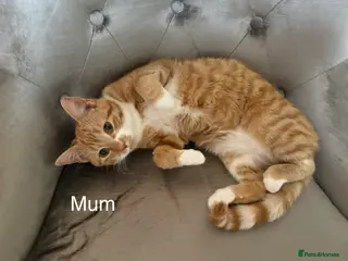 Mixed Breed cats 8-9weeks ginger kittens-boys300£ each girl350£ 🐱 - Advert 1