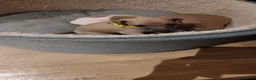 Italian Greyhound dogs for sale: 3/4 Italian Greyhound & 1/4 Whippet Puppies - Advert 4