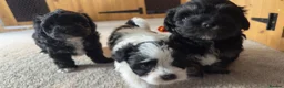 Yorkiepoo dogs for sale: Beautiful yorkiepoo puppies  - Advert 4