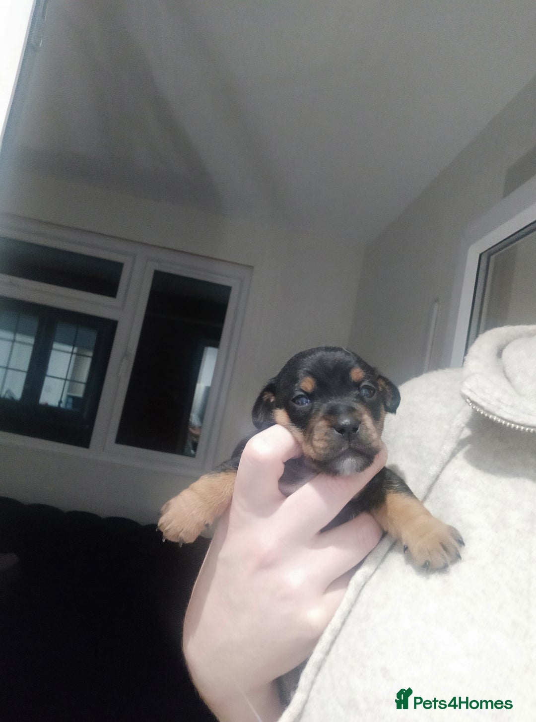 Jack Russell dogs for sale: Jack Russell  - Advert 6