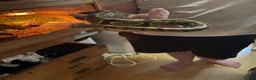Python Snake reptiles for sale: Female white ball python - Advert 2
