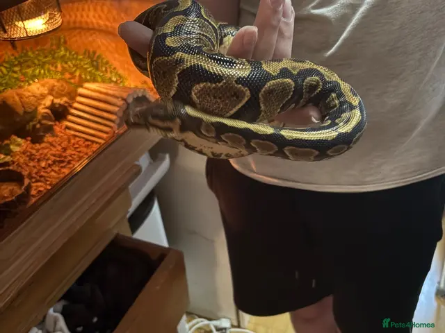 Python Snake reptiles for sale: Female white ball python - Advert 2