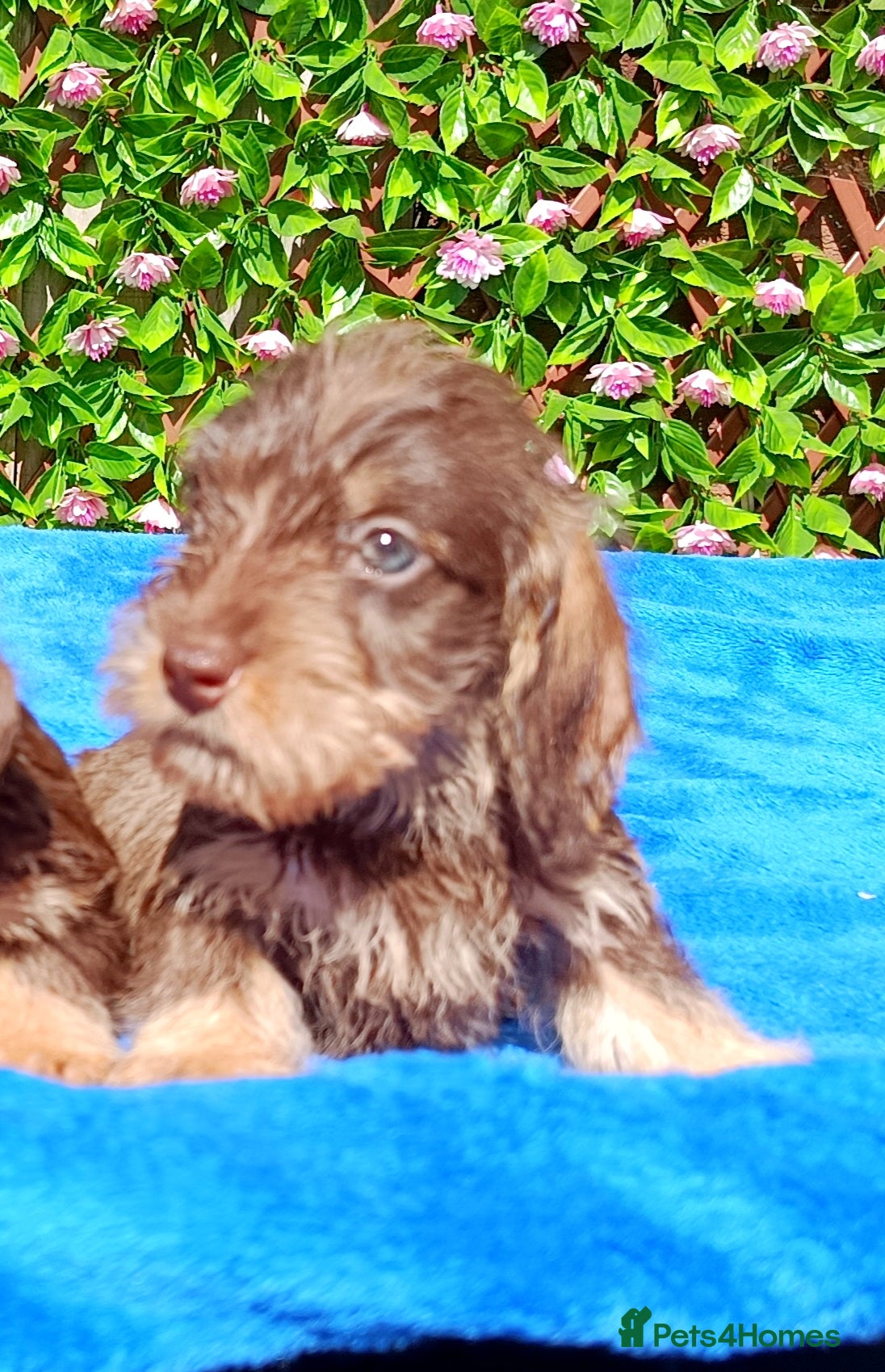 Miniature Dachshund dogs QUALITY MINI WIRES KC REG HEALTH TESTED PARENTS - Advert 2