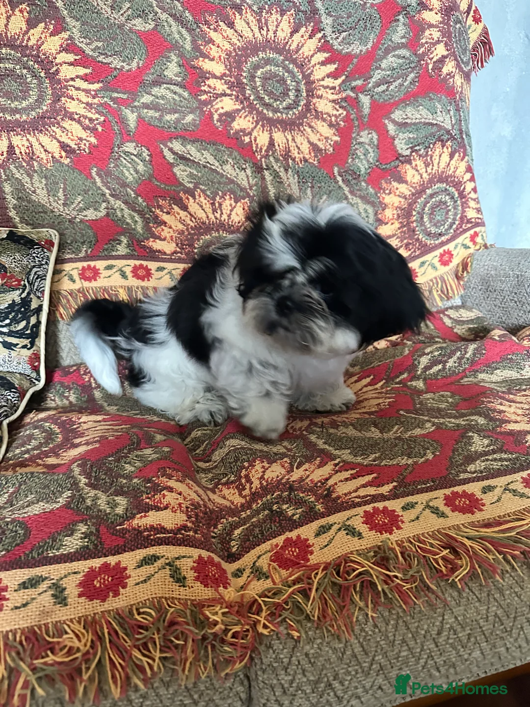 Shih Tzu dogs for sale: 1 male black & white Shih Tzu, 12 weeks - Advert 5