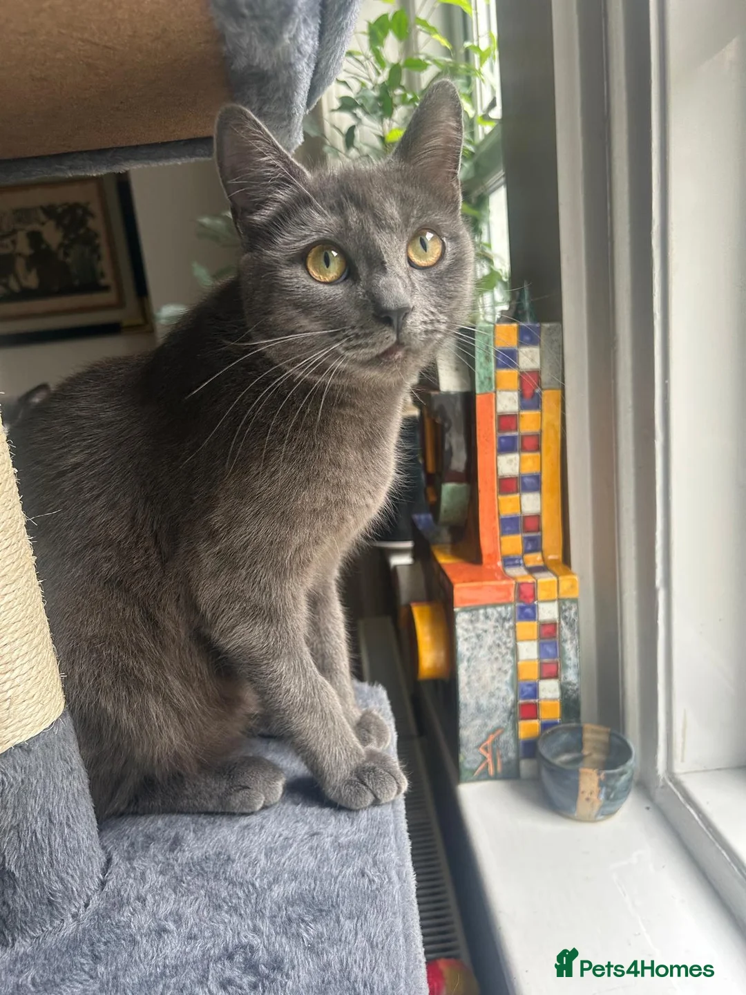 Mixed Breed cats for sale: Kittens for sale - Advert 13