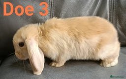 Mini Lop rabbits for sale: 🐰Beautiful mixed litter of Plush x Mini Lop kits - Image 28