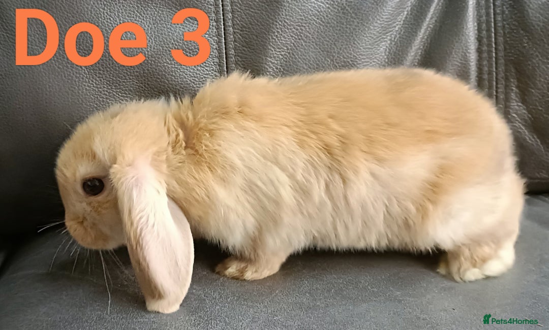 Mini Lop rabbits for sale: 🐰Beautiful mixed litter of Plush x Mini Lop kits - Image 28