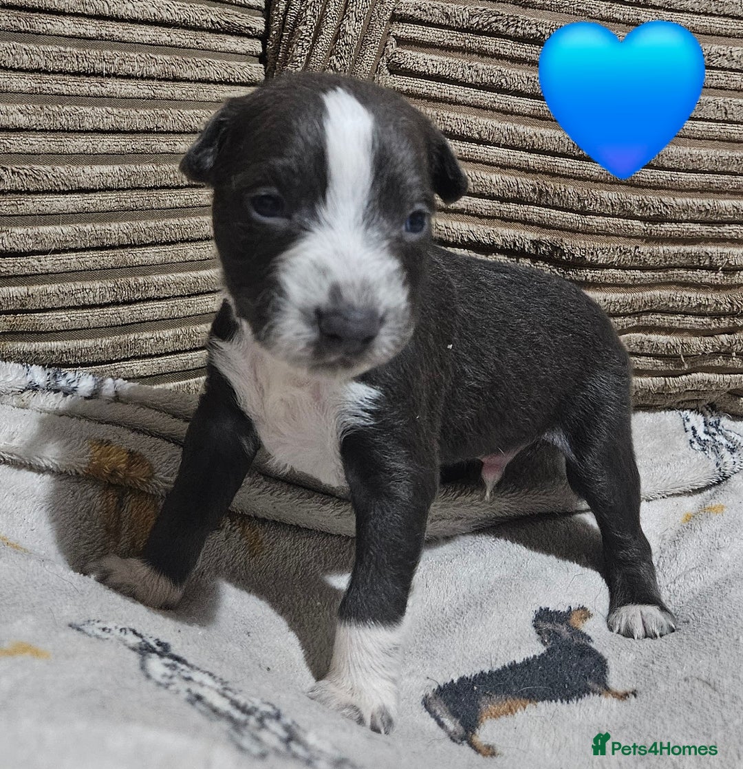 Mixed Breed dogs for sale: 🐾Border Collie x Blue Heeler/Ridgeback Pups🐾 - Advert 4