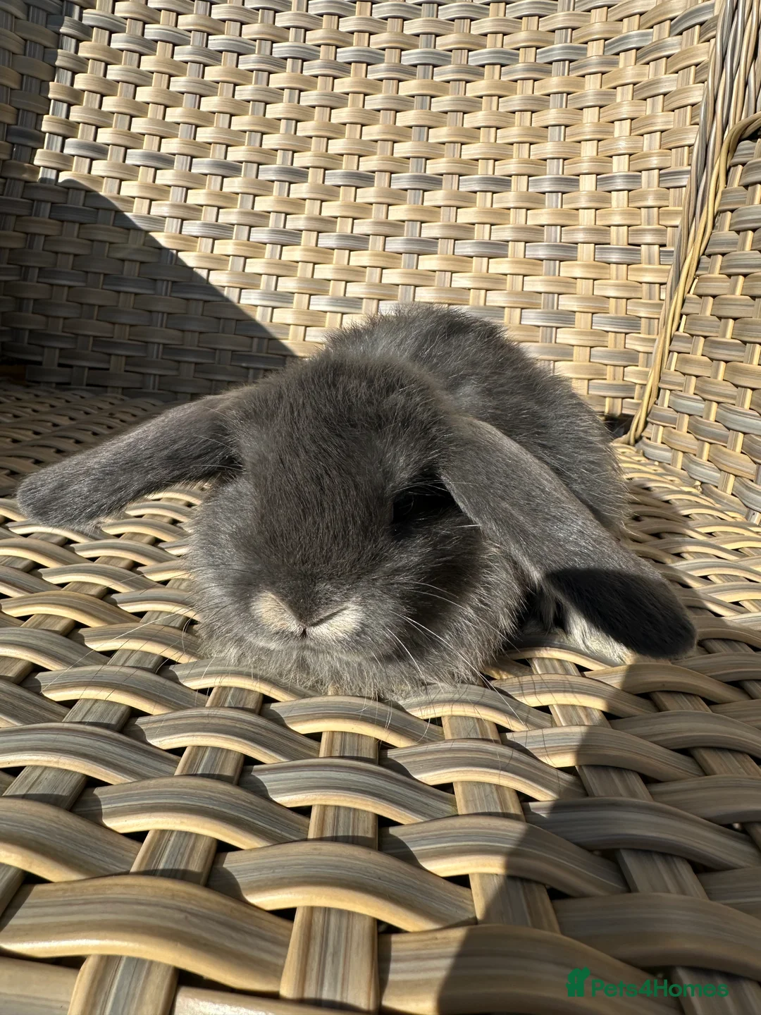 Mini Lop rabbits for sale: 4 handsome male mini lop baby brothers. - Advert 9