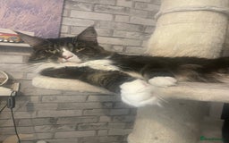Maine Coon cats for sale: Maine coon mix - Image 5
