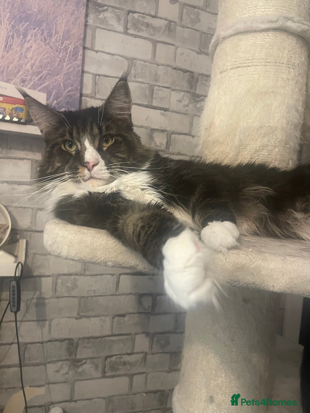 Maine Coon cats for sale: Maine coon mix - Image 5