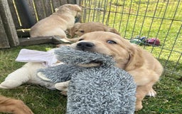 Golden Retriever dogs for sale: Beautiful KC Golden Retriever Puppies - Image 30