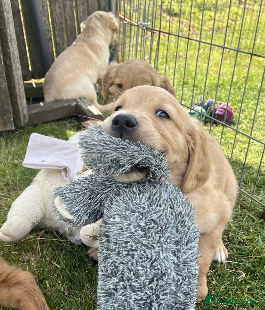 Golden Retriever dogs for sale: Beautiful KC Golden Retriever Puppies - Image 30