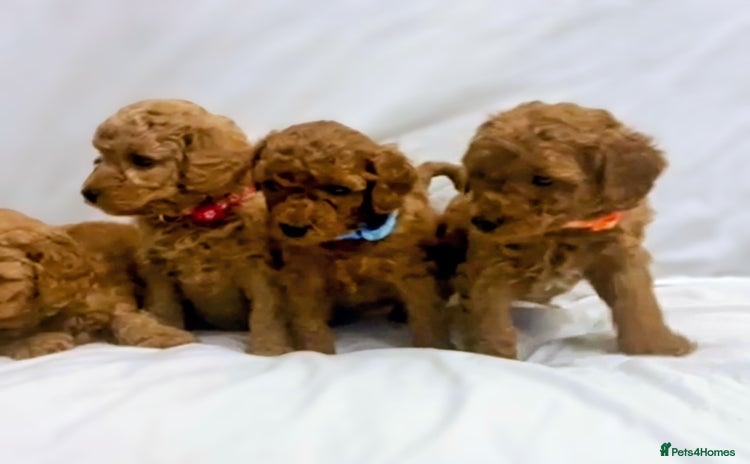 Miniature Poodle dogs - Advert 8