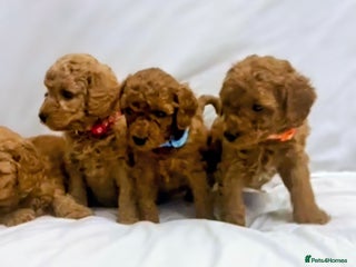 Miniature Poodle dogs - Advert 3