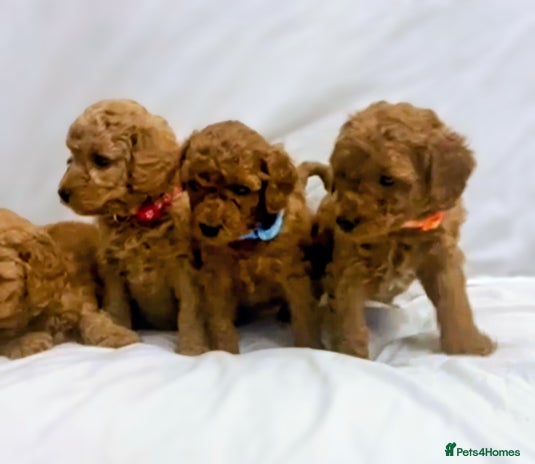 Miniature Poodle dogs - Advert 1