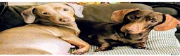 Miniature Dachshund dogs for sale: 5 beautiful pups  - Advert 1