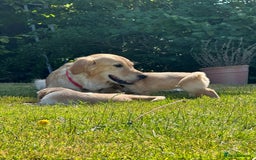 Golden Retriever dogs for sale: ⭐️Fantastic⭐️KC Reg Puppy⭐️Healthy Golden Ret - Image 5