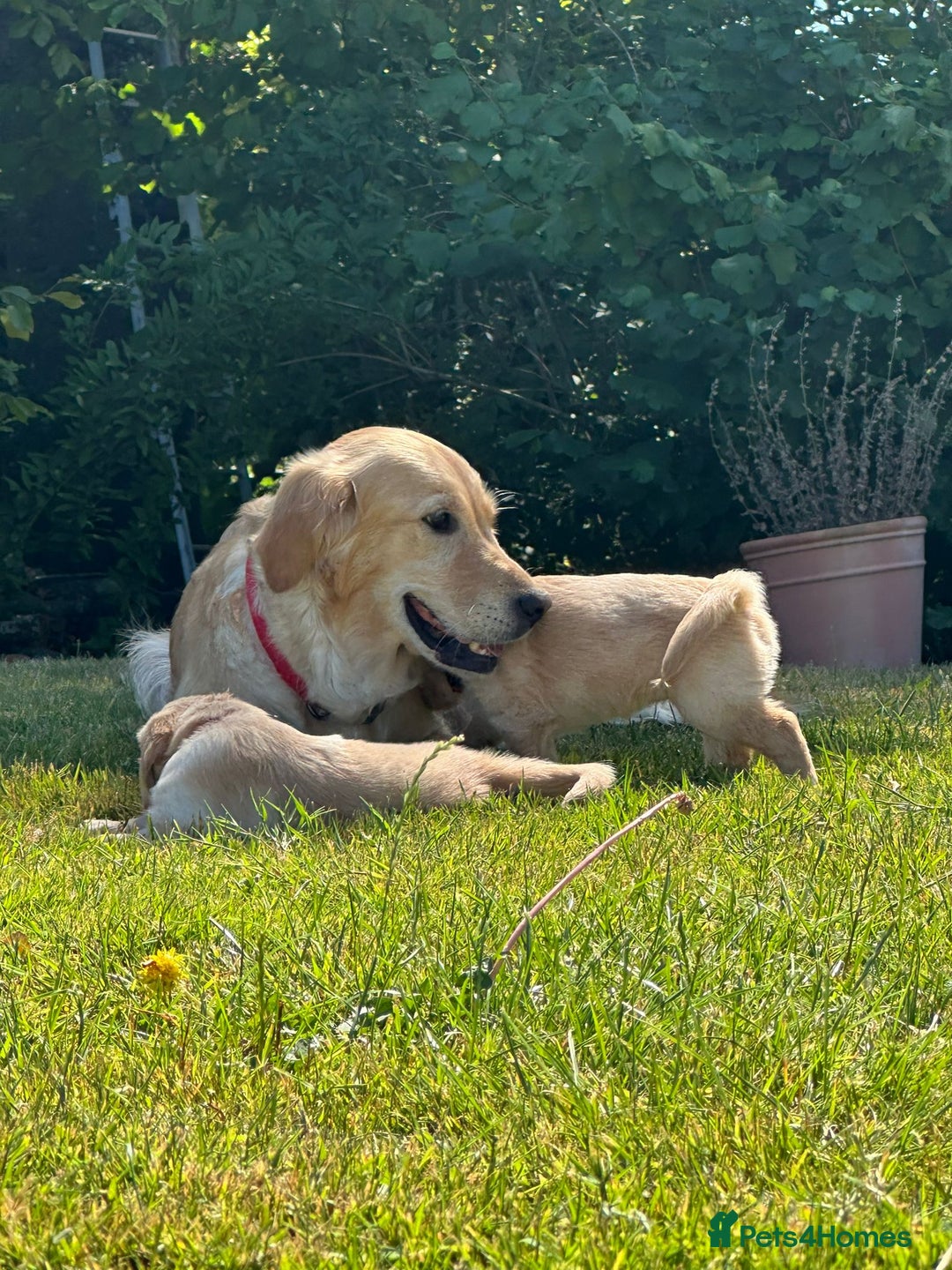 Golden Retriever dogs for sale: ⭐️Fantastic⭐️KC Reg Puppy⭐️Healthy Golden Ret - Image 5