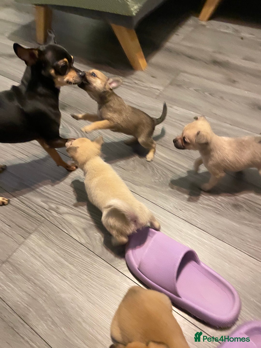Miniature Pinscher dogs for sale: Miniature pinscher puppys - Advert 2