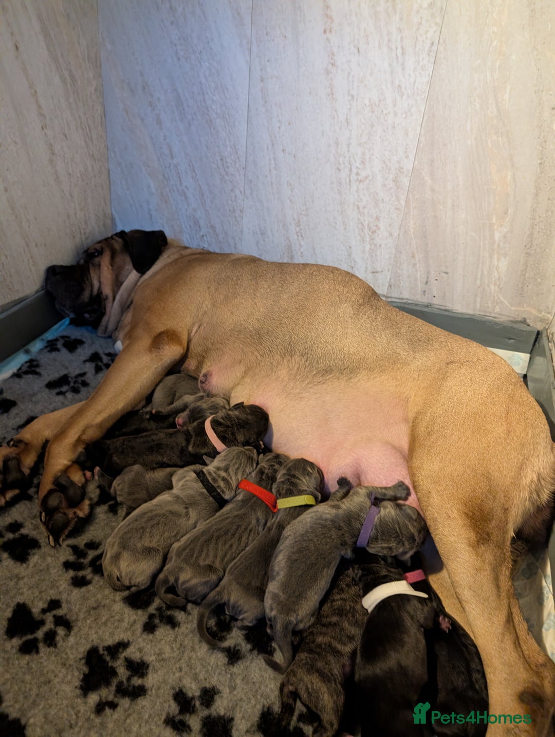 Cane Corso dogs for sale: Cane corso puppies  - Advert 29