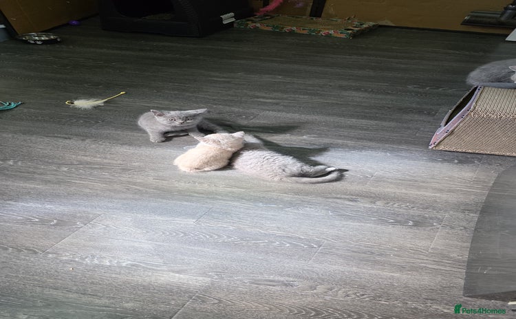 British Shorthair cats - Advert 4