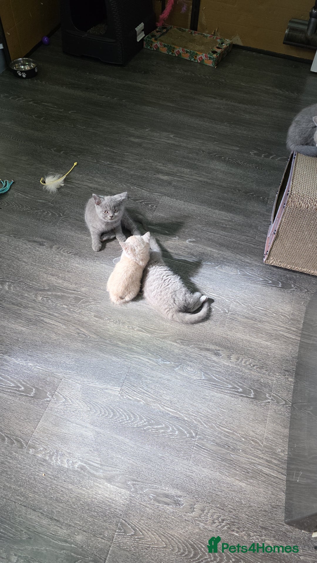 British Shorthair cats for sale: Beautiful British shorthair kittens - Image 1
